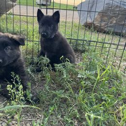 AKC F2 - Gold brindle female Dutch Shepherd puppy in Hastings, Minnesota from Century Hills Farm