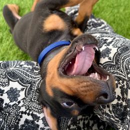 Doberman Pinscher Puppies from Devoted Doberman