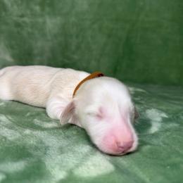 Brown collar - Cream male Dachshund puppy in Poteau, Oklahoma from Sisters Dazzling Dachshunds