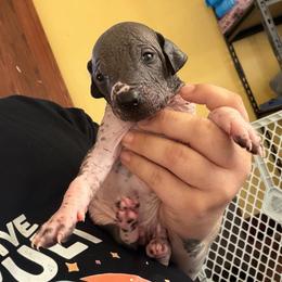 Cookies N Cream - White and black male Xoloitzcuintli puppy in Manitowoc, Wisconsin from Wonderland Kennel