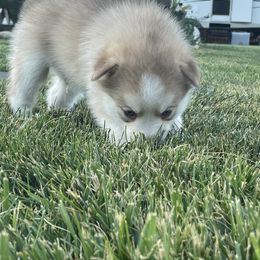 Pomsky Puppies from Promise Land Pomskies