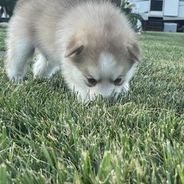 Pomsky Puppies from Promise Land Pomskies