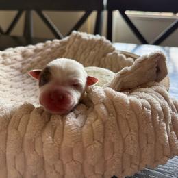 Espresso - Red speckled female Australian Cattle Dog puppy in Tucson, Arizona from Soqui Ortiz Cattle Ranch