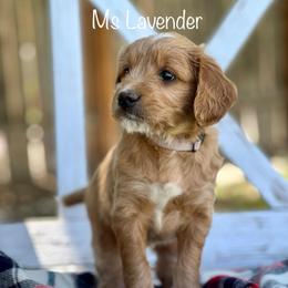 Ms Lavender - Apricot female Goldendoodle puppy in South Jordan, Utah from JD Goldendoodles