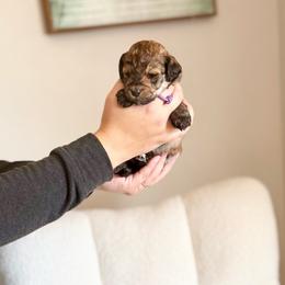 Rose - Sable female Goldendoodle puppy in Twin Falls, Idaho from Burrow & Bone