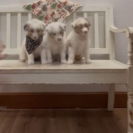 Daniel - Blue merle male Australian Shepherd puppy in Arcanum, Ohio from Krafthaus Rottweilers & Australian Shepherds