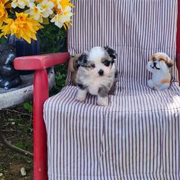 Trixie - Blue merle female Miniature Australian Shepherd puppy in Gainesboro, Tennessee from Family Tradition