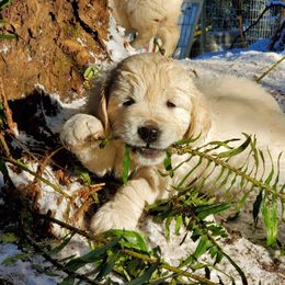 Golden Retriever Puppies from Hoekema Homestead Goldens
