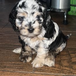 Blue Merle - Merle female Cockapoo puppy in Colorado from Garrett Doodles