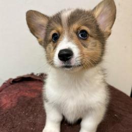 River - Sable male Pembroke Welsh Corgi puppy in Springfield, Missouri from Taylor