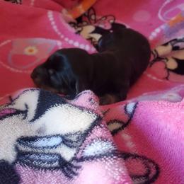 Girl 2 - Black and tan female Dachshund puppy in Tucson, Arizona from Luna May's daschunds