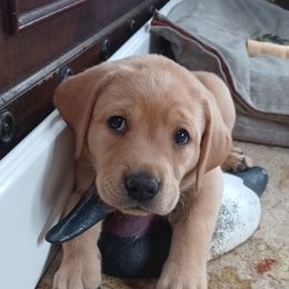 Labrador Retriever Puppies from Rocky Point Labradors