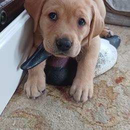 Labrador Retriever Puppies from Rocky Point Labradors