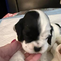 Green collar boy - Black and white male Cocker Spaniel puppy in Boca Raton, Florida from Gold-Coast Cockers