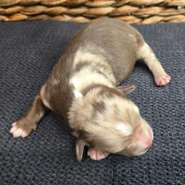 Marilyn Monroe - Red merle female Miniature Australian Shepherd puppy in Paris, Texas from Blue Envy Mini Aussies