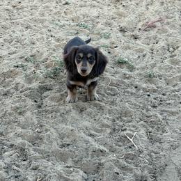Gecko - Dachshund