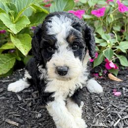 Girl 2 - Tri-color female Bernedoodle puppy in Russiaville, Indiana from Pleasant Creek Minibernedoodles