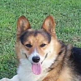 Pembroke Welsh Corgis from Robbie's Hobby Corgi's