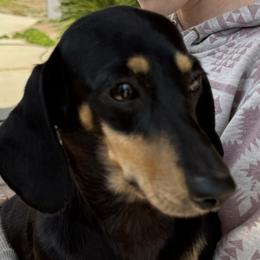 Swizzle - Dachshund