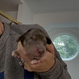 Boy 3 - Dapple male Dachshund puppy in Spotsylvania Courthouse, Virginia from Doma Za Dachshunds