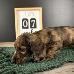 Dachshund Puppies from Queen of Weens Dachshunds
