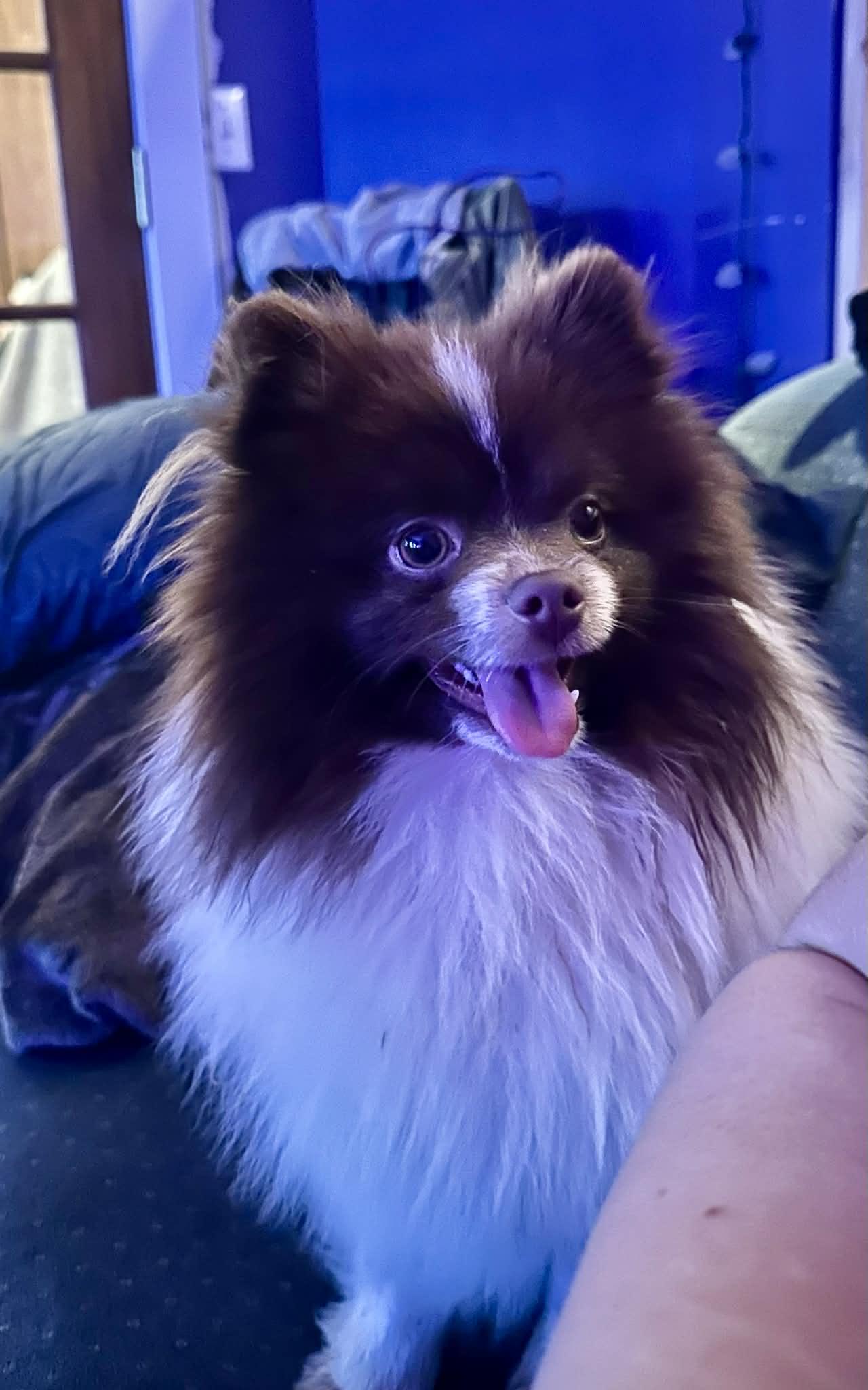 Wicket
