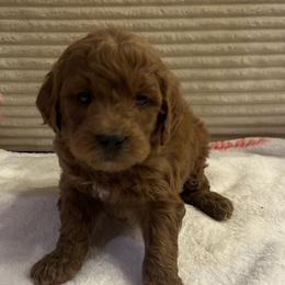 Creed - Red  male Goldendoodle puppy in Payson, Utah from Country Sky Doodles