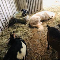 Border Collie and Maremma Sheepdog Puppies from 2J 2K Border Collies & Maremma Sheepdogs