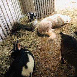 Border Collie and Maremma Sheepdog Puppies from 2J 2K Border Collies & Maremma Sheepdogs