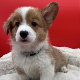 Jingle - Red male Pembroke Welsh Corgi puppy in Minooka, Illinois from Lucky J Corgis