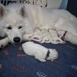 Boy 4 - White male Samoyed puppy in Tampa, Florida from Icecrown Samoyeds