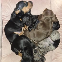 Dachshund puppies from Dicrocco's Doxies