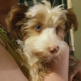 Jack - Yorkshire Terrier