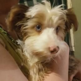 Jack - Yorkshire Terrier