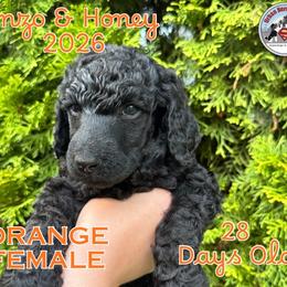 Girl 1 - Black female Poodle puppy in Tullahoma, Tennessee from Urban Hero Poodles