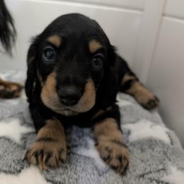 Girl 1 - Black and tan female Dachshund puppy in Venice, Florida from JD’s Weiner-Wonderland