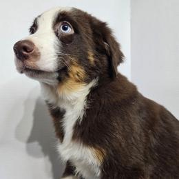 Kyle - Red tri-color male Australian Shepherd puppy in Crestline, Ohio from High Desert Aussies