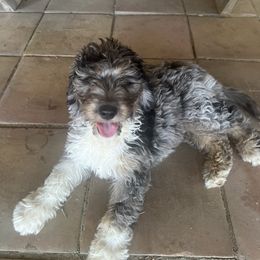 "Ask about me… I love it here but I’m waiting for my forever home 🫶🏼" Aussiedoodle Puppies from Native Elegant Doodles
