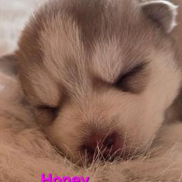 Honey - Red and white female Pomsky puppy in Coatesville, Pennsylvania from Peaceful Pomskys