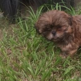 Shih Tzu Puppies from Peterson Shih Tzus