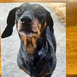 Mini - Dachshund