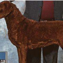 Australian Terriers, Chesapeake Bay Retrievers, and Golden Retrievers from Breezeswept Kennel