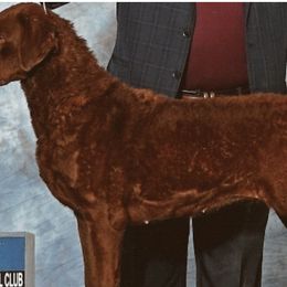 Australian Terriers, Chesapeake Bay Retrievers, and Golden Retrievers from Breezeswept Kennel