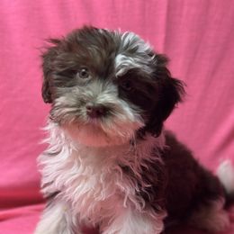 Havanese, Havapoo, Maltipoo, Miniature Schnauzer, Poodle, and Schnoodle Puppies from Mashburns Little Munchkins