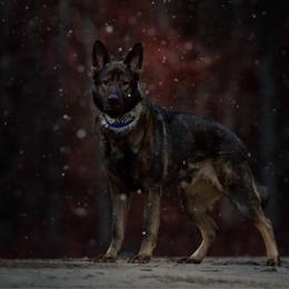 Rocky - Sable male German Shepherd puppy in Windsor, South Carolina from Sinister Shepherds