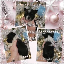 Girl 3 - Parti female Yorkshire Terrier puppy in Wartburg, Tennessee from Amanda's Precious Pups