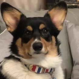 American Corgis and Pembroke Welsh Corgis from Dragonfly Ranch Corgis