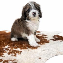 Archie - Red merle male Aussiedoodle puppy in Louisville, Mississippi from Kristy’s Kennels