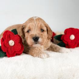 Morpheus - Golden male Cockapoo puppy in Pledger, Texas from Sugarbear Cockapoos