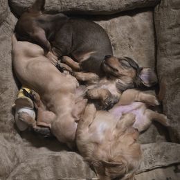Dachshund puppies from Pearson's Dachshunds